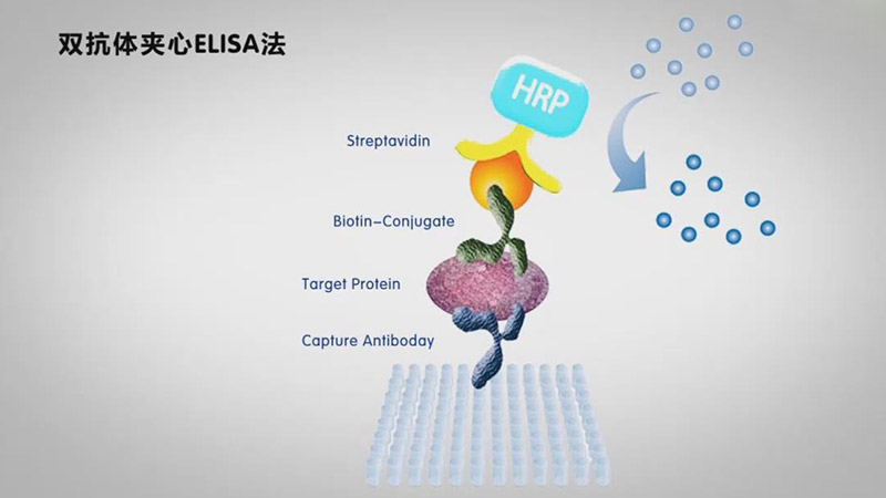 酶联免疫吸附测定(elisa)需要注意的问题