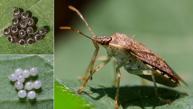椿象靠变色保护自己的卵