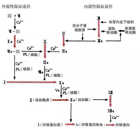 患者凝血酶原时间(pt)延长,提示下列哪一组凝血因子缺陷( ) a.