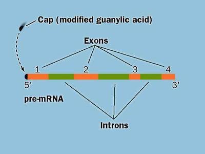 真核细胞的mrna分子最显著的结构特征是具有5"端帽子结构(m7g)和3"端